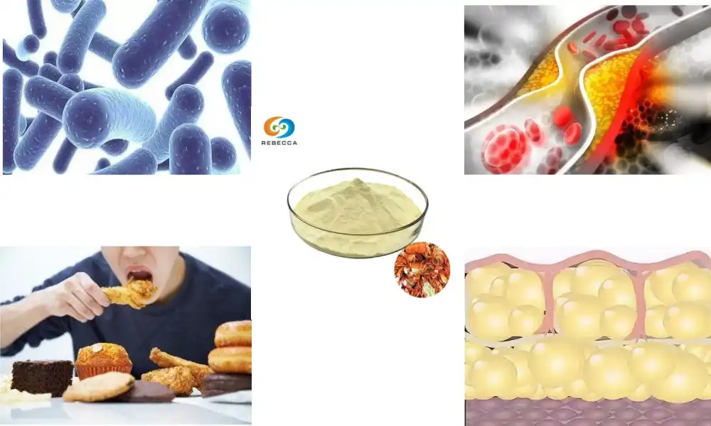 Chitosan Oligosaccharide Powder: Aiding in Fat Absorption Reduction